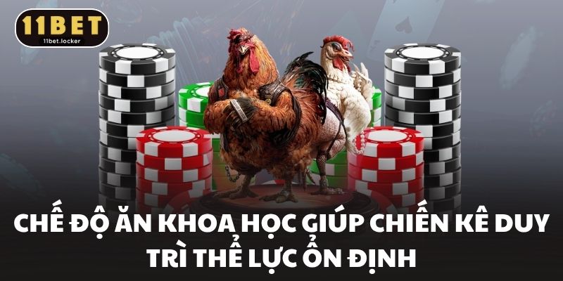 Chế độ ăn khoa học giúp chiến kê duy trì thể lực ổn định