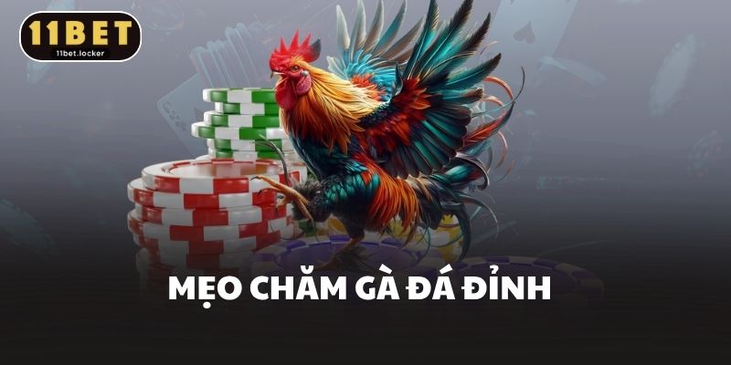 Mẹo chăm gà đá chuẩn