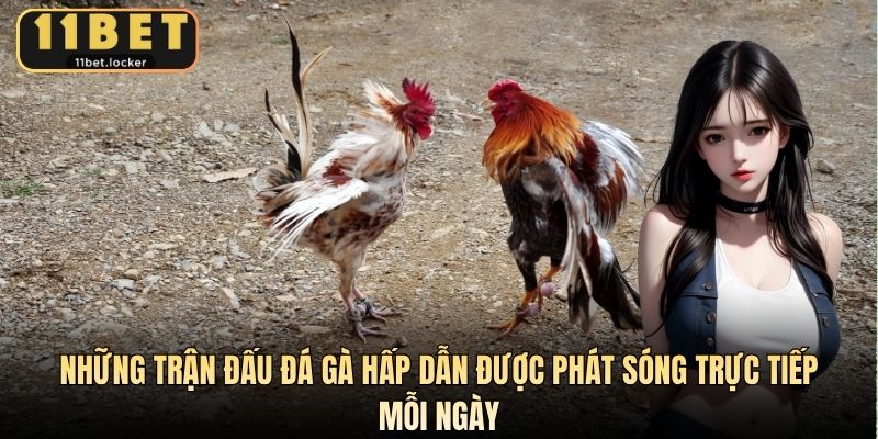 Những trận đấu đá gà hấp dẫn được phát sóng trực tiếp mỗi ngày