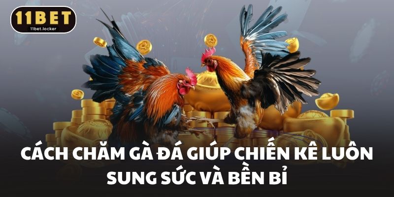 Cách Chăm Gà Đá Giúp Chiến Kê Luôn Sung Sức Và Bền Bỉ