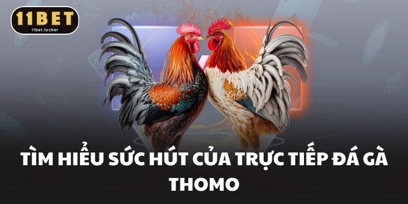 Tìm hiểu sức hút của trực tiếp đá gà thomo