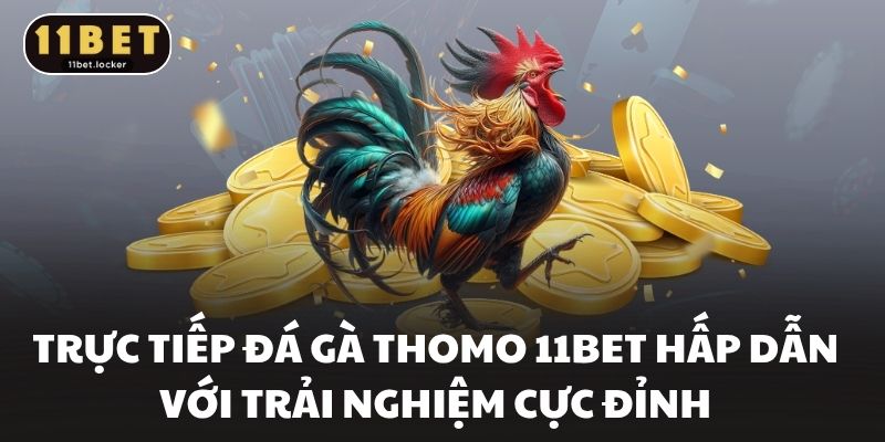 Trực Tiếp Đá Gà Thomo 11BET Hấp Dẫn Với Trải Nghiệm Cực Đỉnh